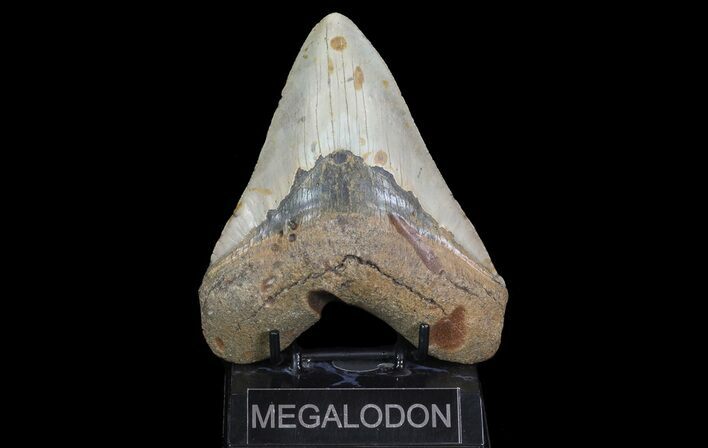 Bargain, Megalodon Tooth - North Carolina #67336